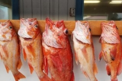 18118777_1423575020998888_1293040224752562355_n-562c8a4d9247903aaf06dd12bc8289b9