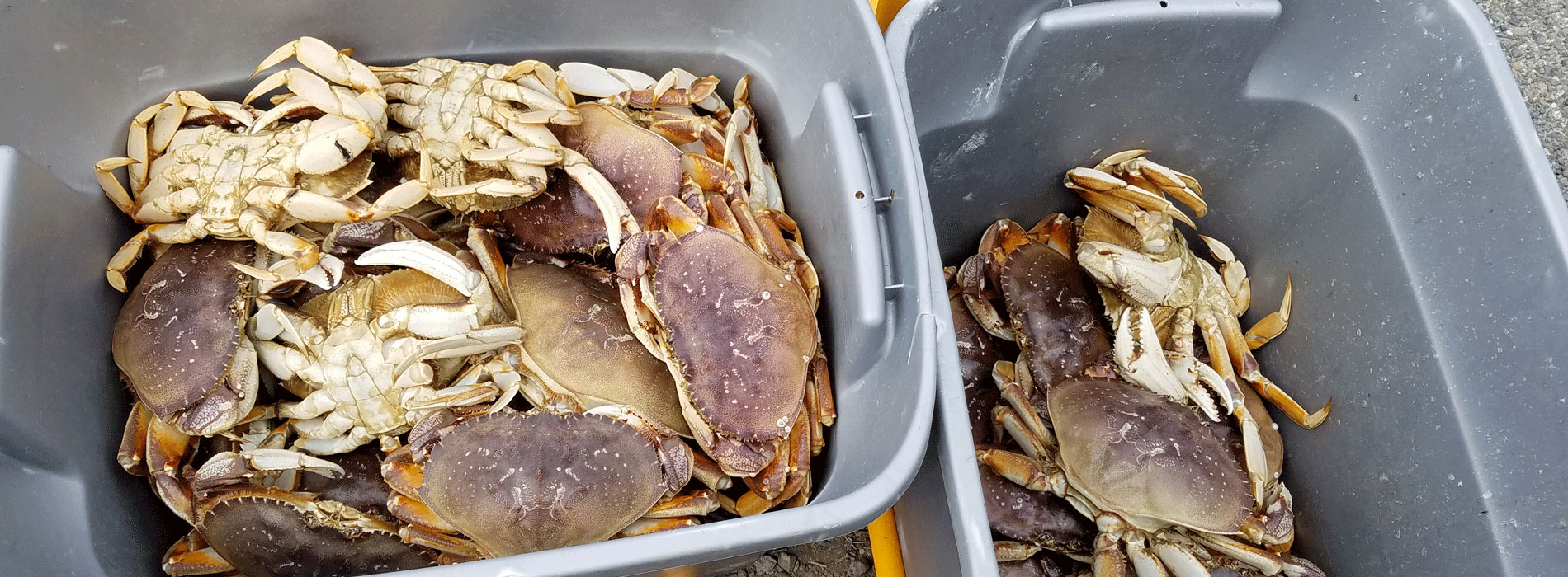 Ocean Crabbing Oregon Trip